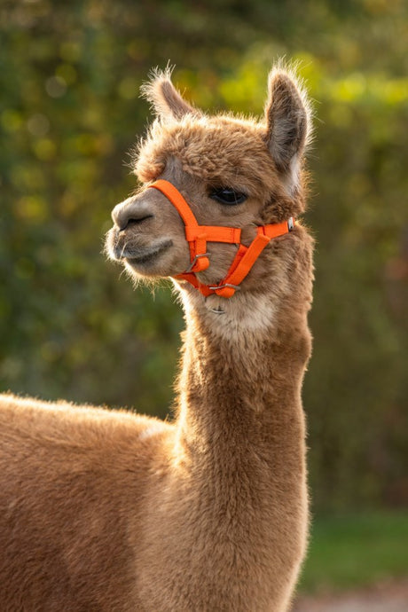 Productos cabestro de alpaca naranja