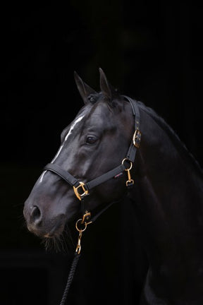 Abi productos topline halter negro 4 extra completo