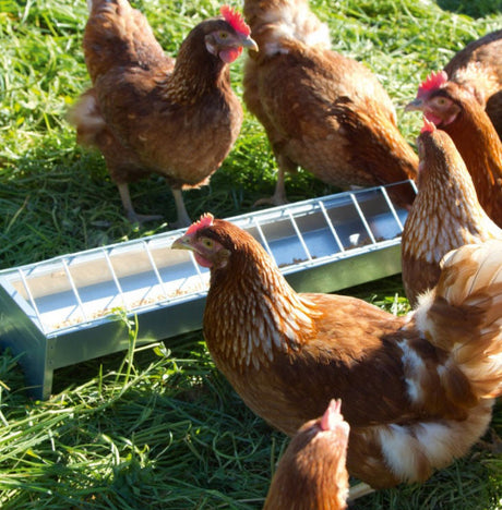 Productos caja para pollos galvanizada l50 x w13 x h15cm