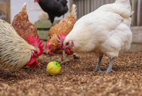 Bola de snack para pollos 7,5 cm amarilla.