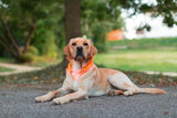 Kerbl productos collar led maxi seguro amarillo longitud 55 cm
