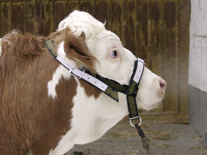 Cabezada de toro nylon con anilla en D
