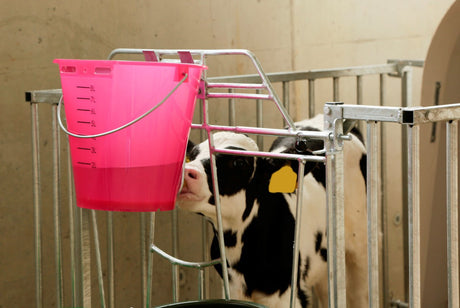 Productos cubo para terneros plástico aplanado desnudo rosa transparente