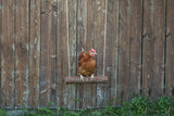 Productos Kerbl columpio para pollos 39 x 5 cm