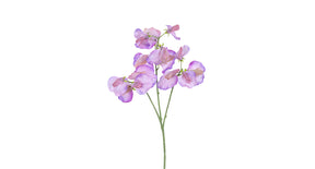 Lathyrus l68cm paars