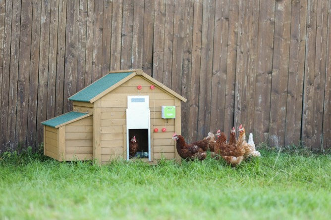Productos juego puerta gallina automática 30x40cm