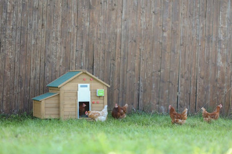 Productos juego puerta gallina automática 30x40cm