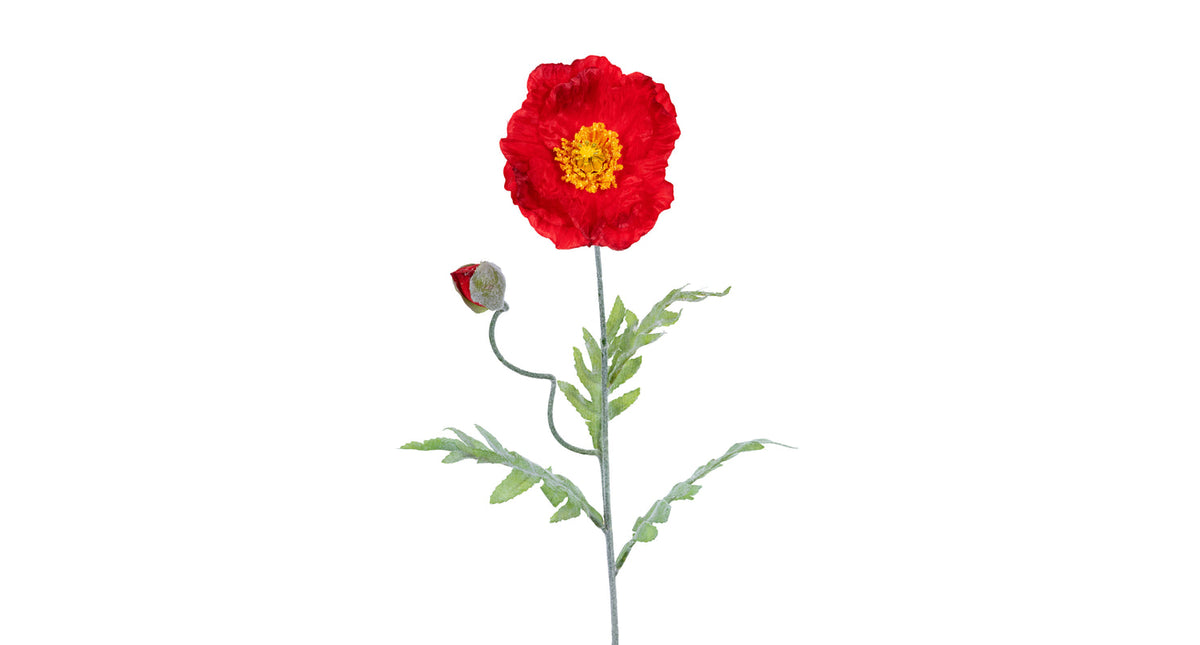 Papaver l74cm rood