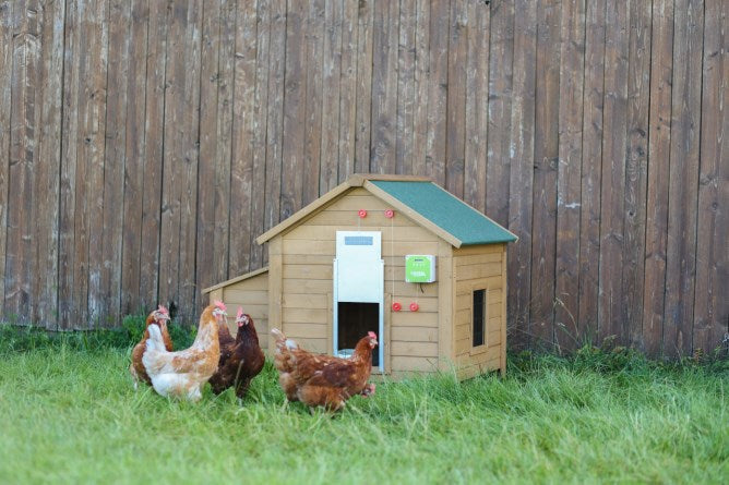 Productos juego puerta gallina automática 30x40cm