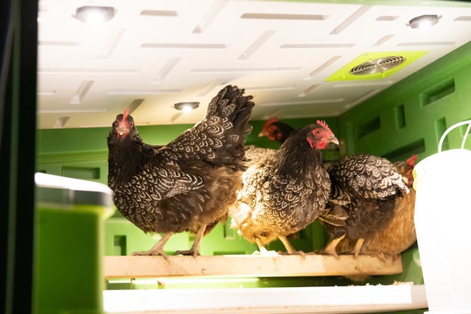 Gallinero de plástico Abi Products mobilecoop