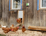 Productos juego puerta gallina automática 30x40cm