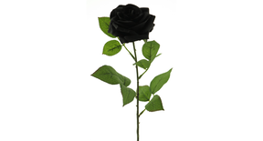Rosa dijon black 64cm