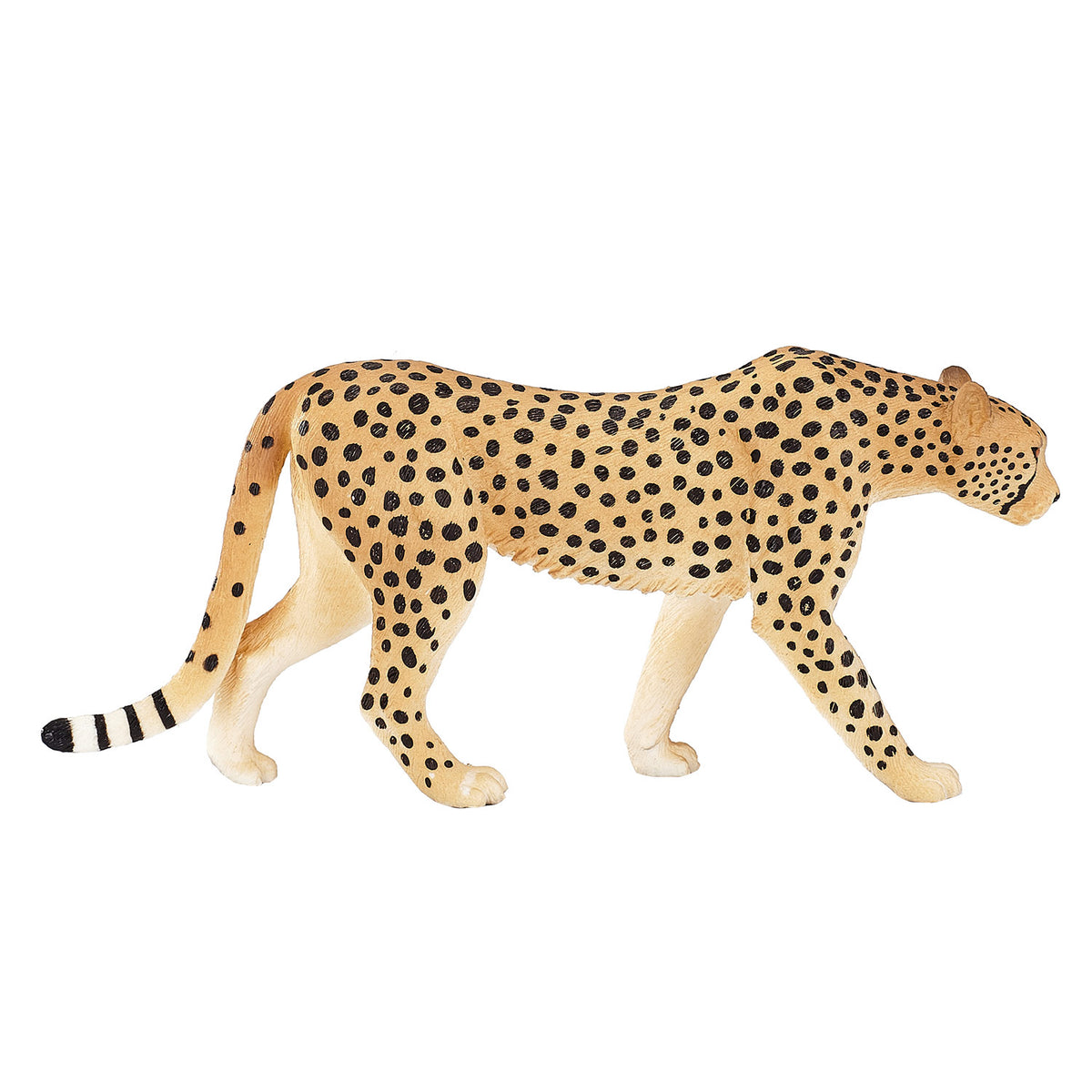 Mojo fauna guepardo macho - 387197