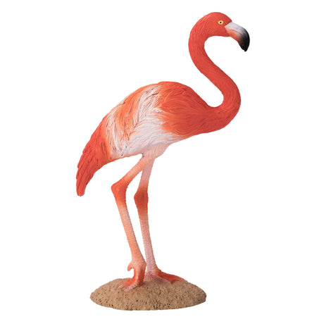 Mojo fauna flamenco americano - 387134