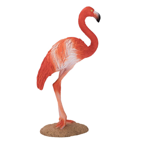 Mojo fauna flamenco americano - 387134