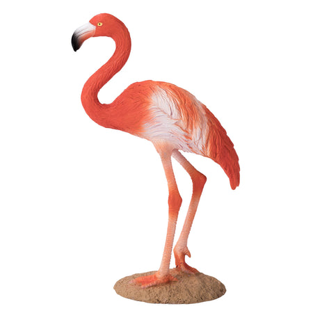 Mojo fauna flamenco americano - 387134