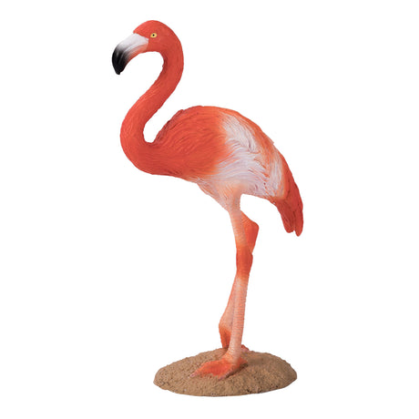 Mojo fauna flamenco americano - 387134