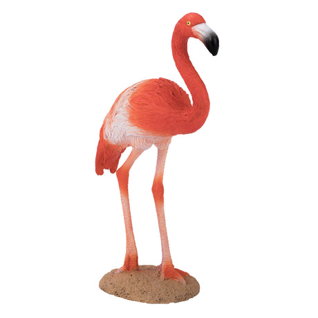 Mojo fauna flamenco americano - 387134