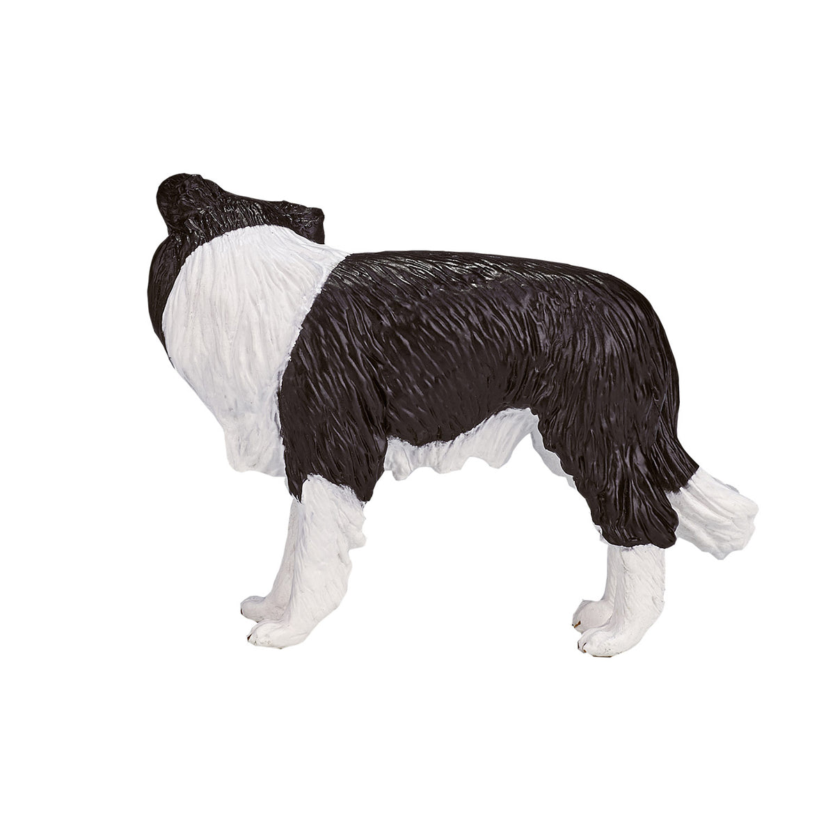 Border collie de tierras de cultivo Mojo - 387203