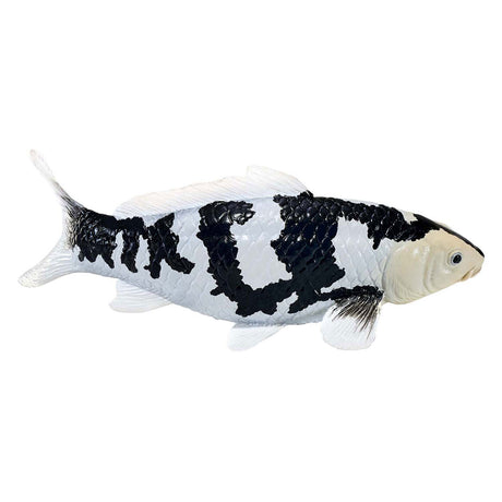 Carpa koi mojo sealife - shiro utsuri koi - 381102
