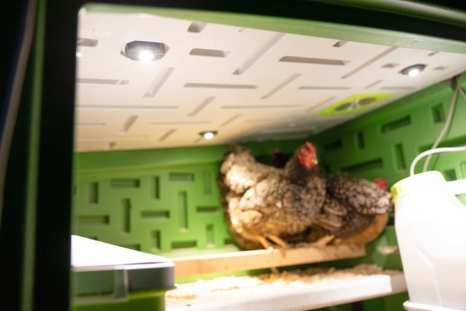 Gallinero de plástico Abi Products mobilecoop
