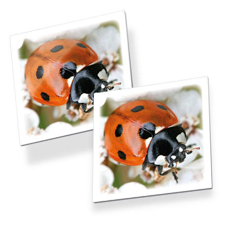 Insectos tácticos - Juego de notas - Encuentra las parejas adecuadas - Mariposas, mariquitas y otras criaturas con cosquillas - Juego de mesa educativo para niños y familias - De 2 a 6 jugadores - A partir de 3 años