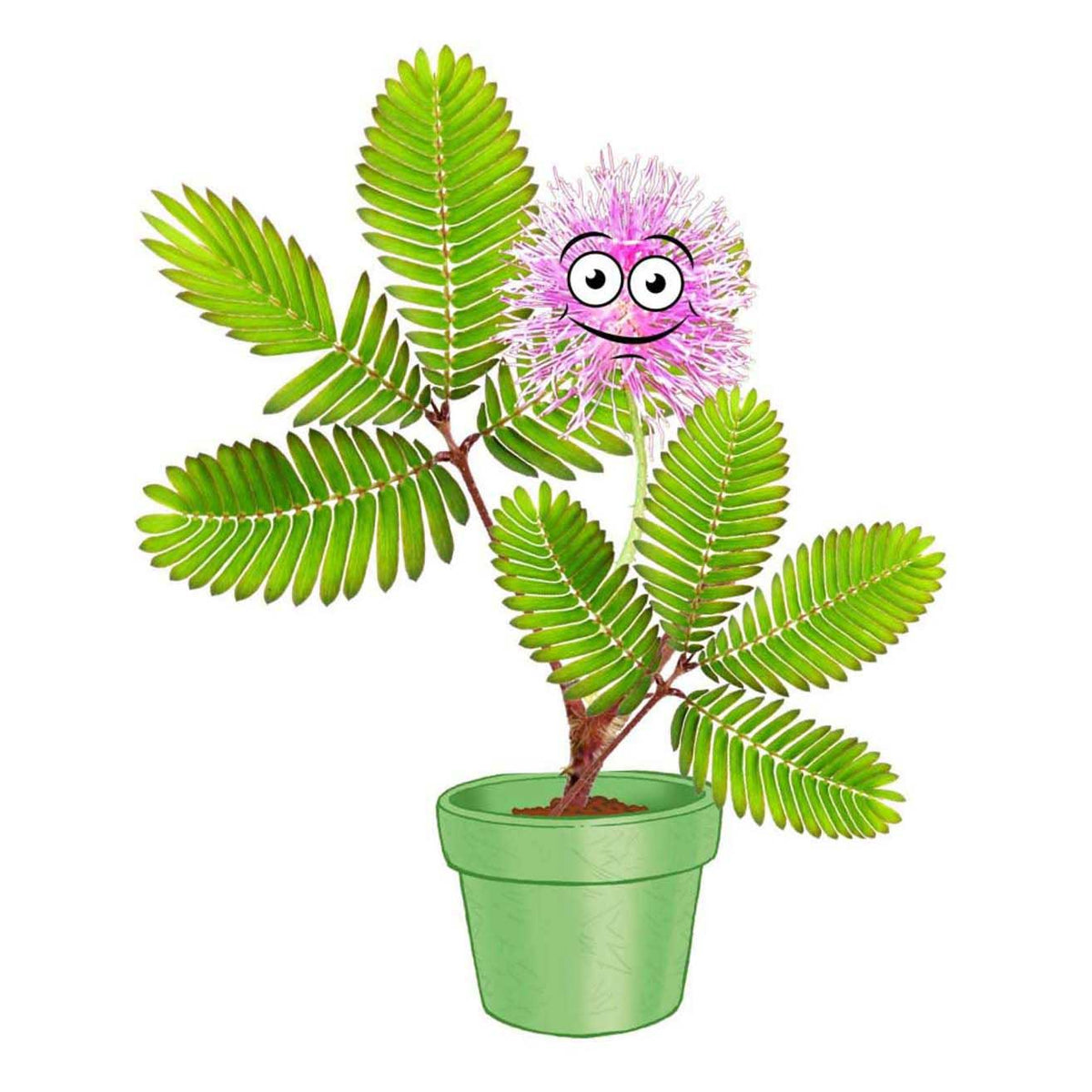 Juego de jardín Cosmos mimosa.