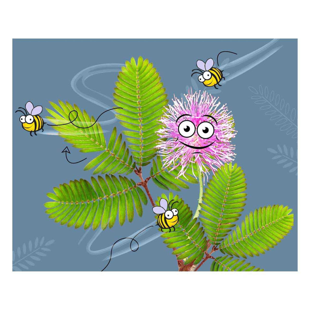 Juego de jardín Cosmos mimosa.