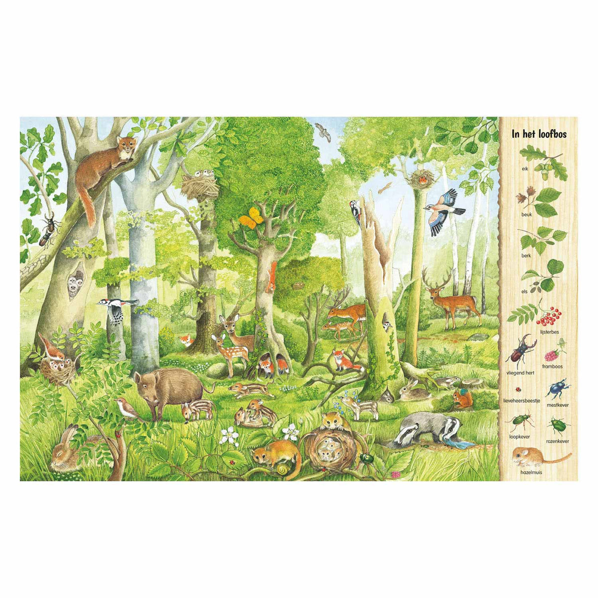 El libro de búsqueda y búsqueda de Delta: en el bosque