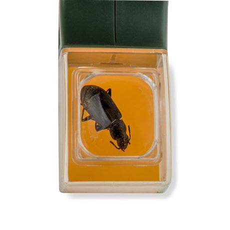 Lupa Carson bugview con atrapa insectos con una sola mano