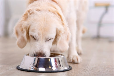 Cuenco de comida antideslizante para mascotas Happy