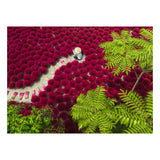 Ravensburger – un mar rojo – rompecabezas – 500 piezas