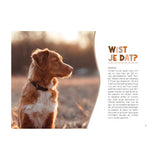 Manual de Lantern Publishers para dueños de perros