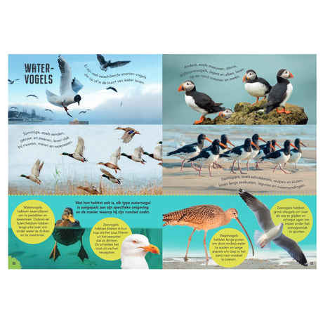 Rebo editorial pájaros - guía y diario de naturaleza para niños