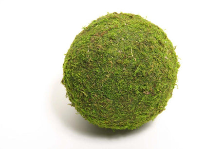 HBx bola viva natural musgo Asia ã˜20cm