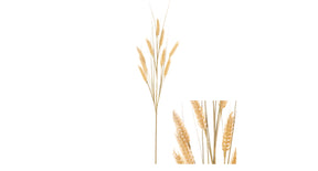 Stem wild barley 8x8x71cm yellow
