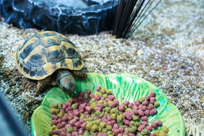 Tazón de comida para mascotas feliz hoja verde verde