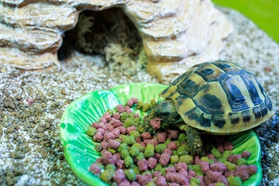 Tazón de comida para mascotas feliz hoja verde verde
