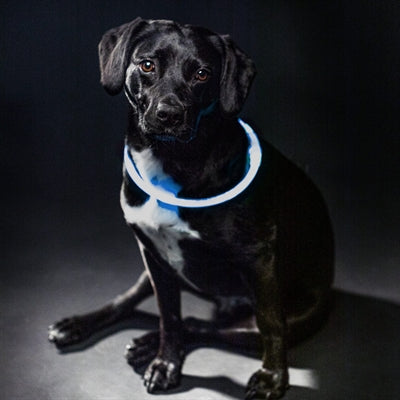 Sin marca sans marque trixie collar luminoso luz flash usb recargable tpu azul