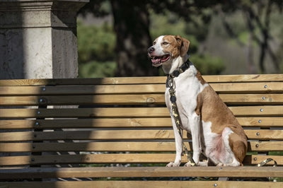 Correa para perros Morso reciclada totalmente de metal para perros marrón