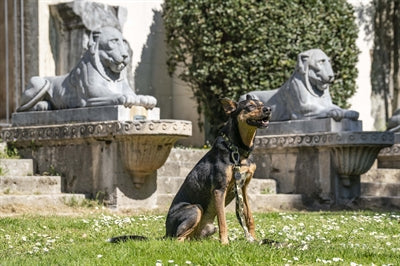 Correa para perros Morso ajustable perro totalmente reciclado de metal marrón