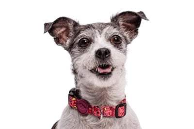 Collar para perros Morso reciclado rosa think pink