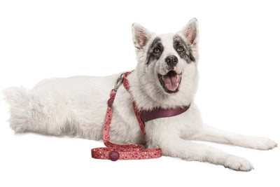 Correa para perros Morso reciclada rosa think pink