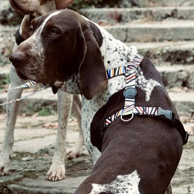 Arnés para perros Morso incidente con espaguetis reciclados con arnés en H