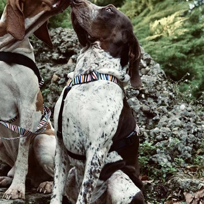 Arnés para perros Morso incidente con espaguetis reciclados con arnés en H