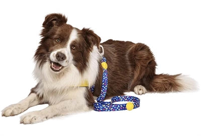 Correa para perros Morso reciclada color invaders violeta