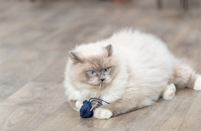 Trixie Marine Animal Plush con CatNip Surorti