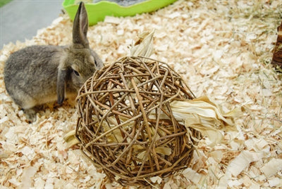 El primer sauce de juguete para mascotas feliz de la naturaleza