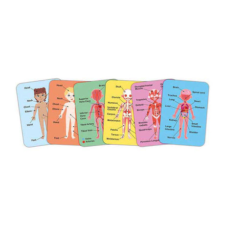 Puzzle magnético del cuerpo humano Hape - 63 piezas.