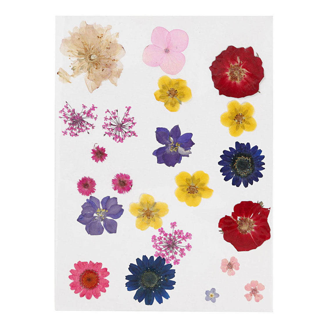 Creativ Company secas flores y deja varios colores